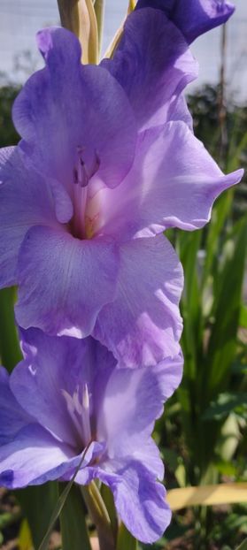  - Gladiole 2022