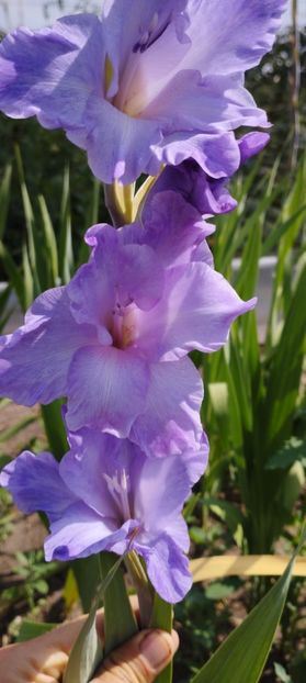 - Gladiole 2022