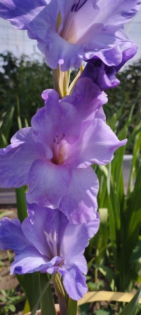  - Gladiole 2022