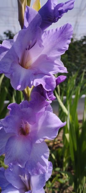  - Gladiole 2022