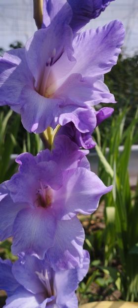  - Gladiole 2022