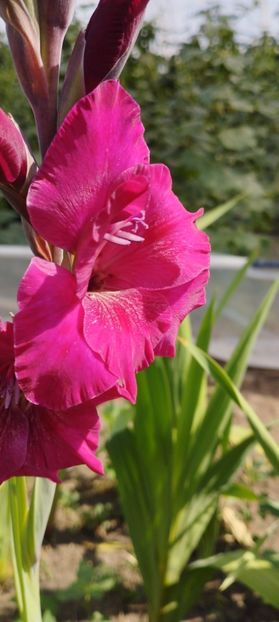  - Gladiole 2022