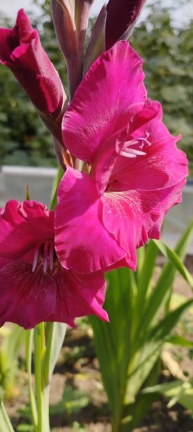  - Gladiole 2022
