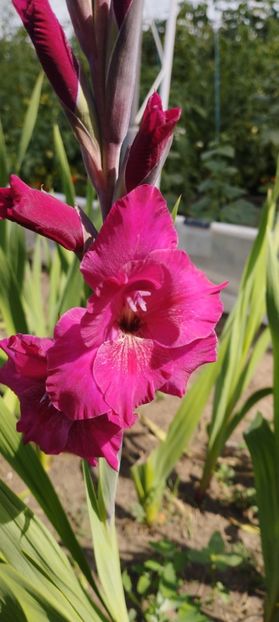  - Gladiole 2022