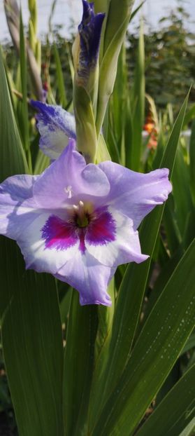  - Gladiole 2022
