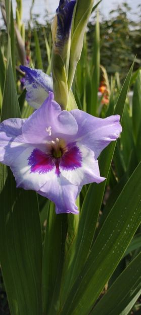  - Gladiole 2022