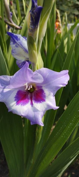  - Gladiole 2022