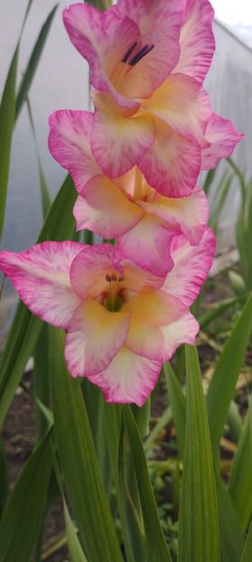  - Gladiole 2022
