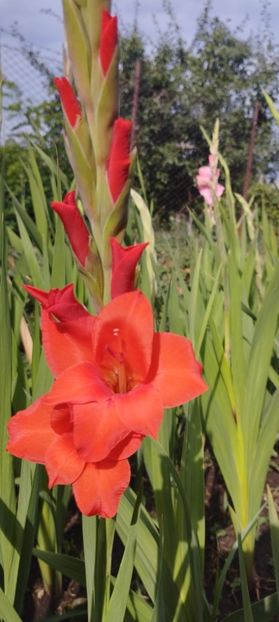  - Gladiole 2022