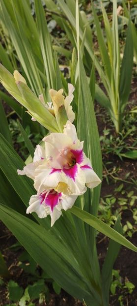  - Gladiole 2022