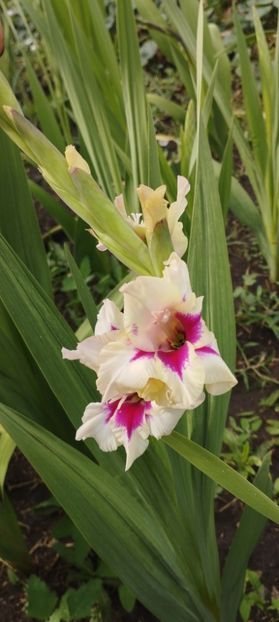  - Gladiole 2022