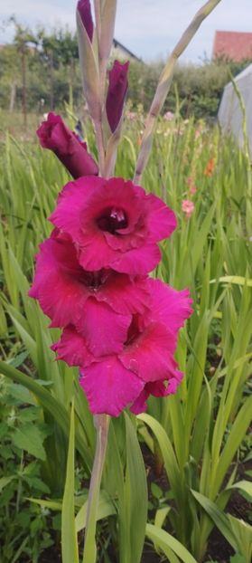  - Gladiole 2022