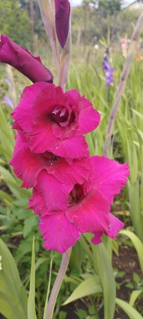  - Gladiole 2022