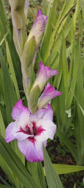  - Gladiole 2022