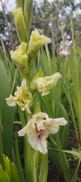  - Gladiole 2022