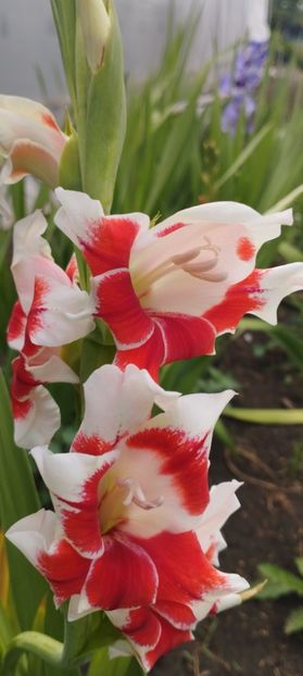  - Gladiole 2022