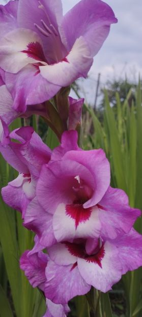  - Gladiole 2022