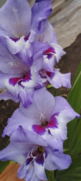  - Gladiole 2022