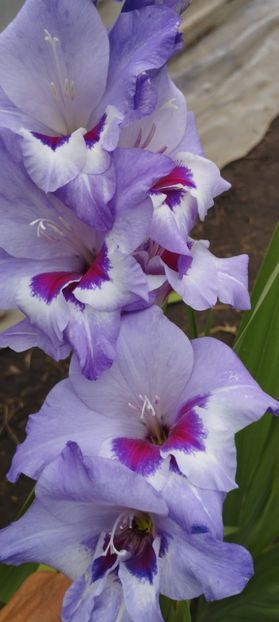  - Gladiole 2022