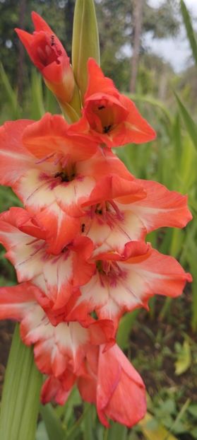  - Gladiole 2022