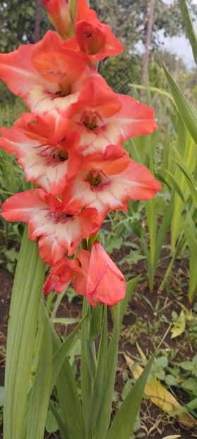  - Gladiole 2022