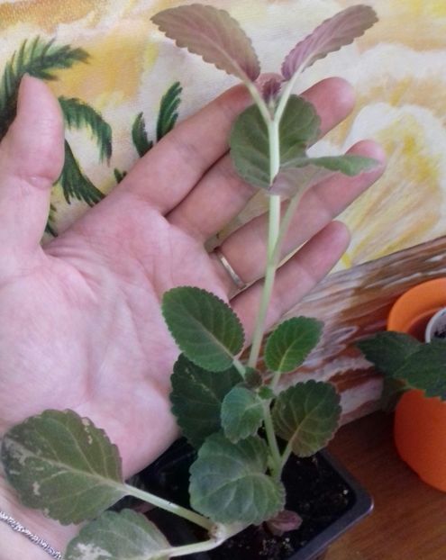 Multumesc Katy!❤❤❤ - Albumul generozității