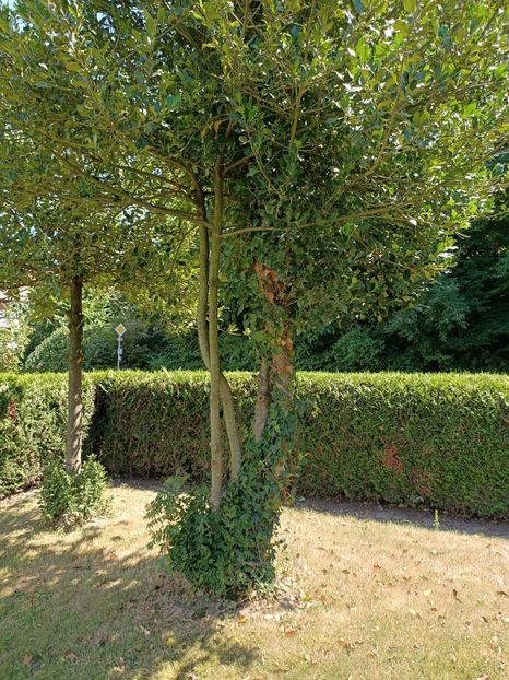 Img.2022.07.15- așa nu! Sau poate da?! - Pentru prieteni și de la prieteni