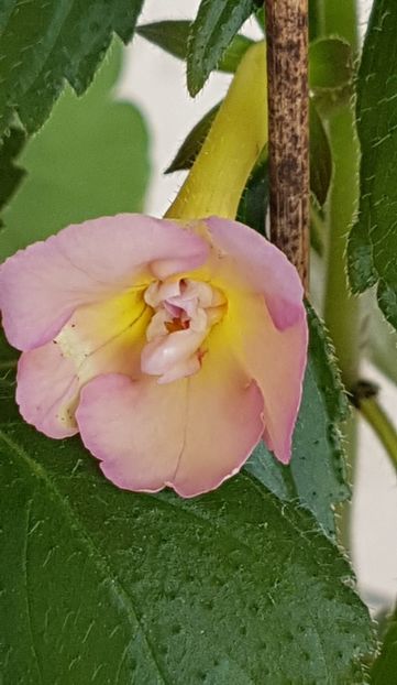 Yellow English Rose cu floare simpla deocamdata - Achimenes 2022