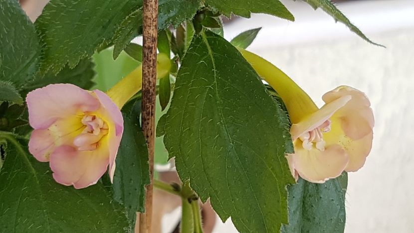  - Yellow English Rose p