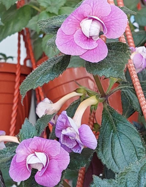  - BRID-S CARLOTTE TERESA