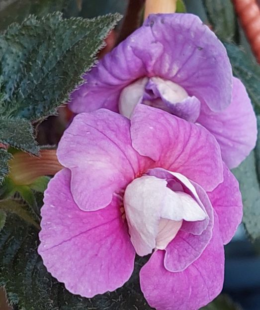  - BRID-S CARLOTTE TERESA