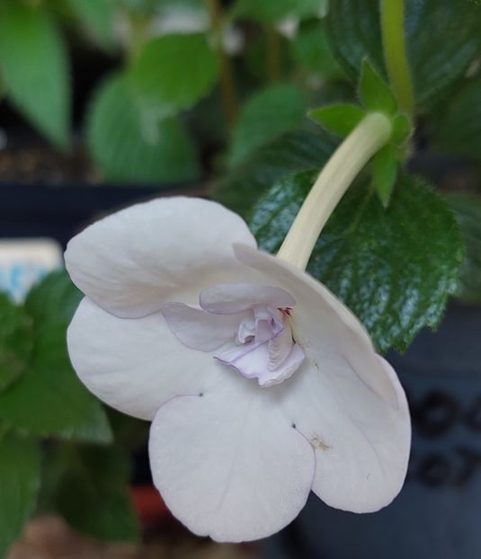  - Double Picotte Rose