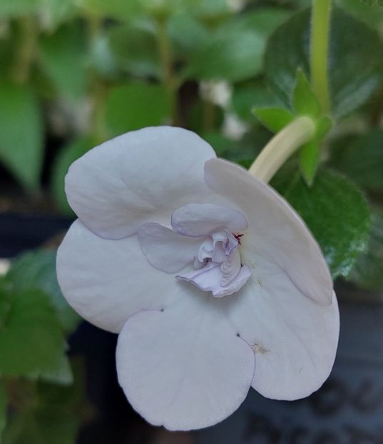  - Double Picotte Rose