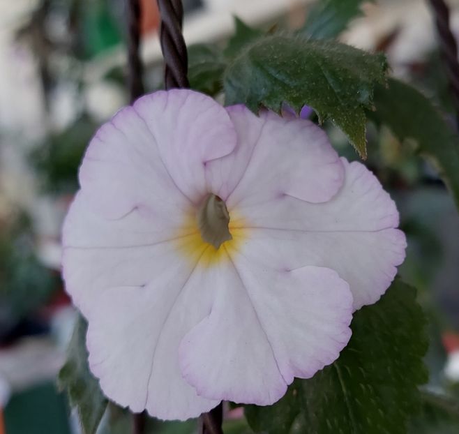  - BRID-S MORGENSONNE