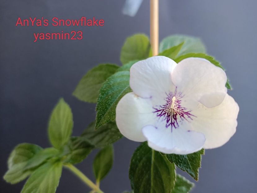 15.07.2022 - AnYa-s Snow Flake - dăruit