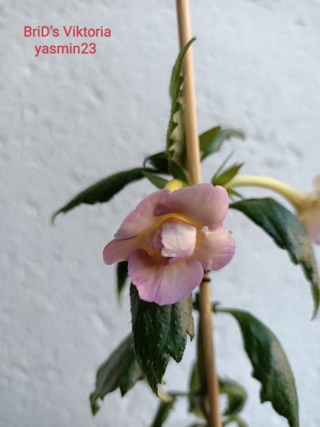 15.07.2022 - A-Achimenes BriDs