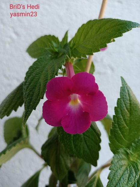 15.07.2022 - A-Achimenes BriDs