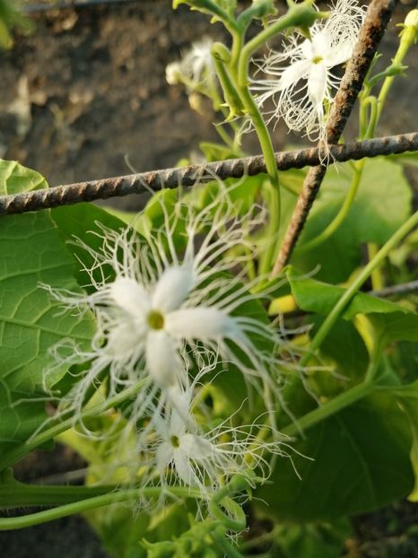  - SEMINTE DOVLECEL SARPE - D 200 TRICHOSANTES CUCUMERINA