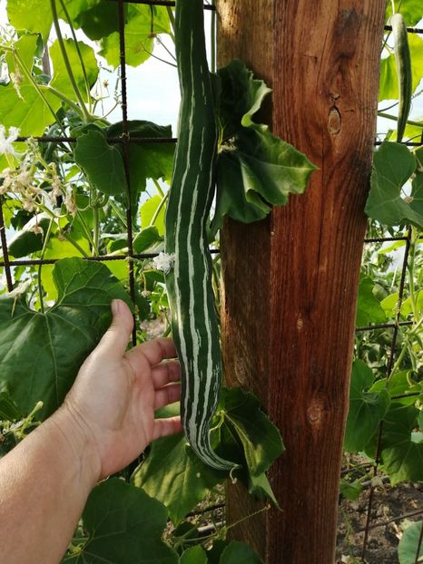  - SEMINTE DOVLECEL SARPE - D 200 TRICHOSANTES CUCUMERINA