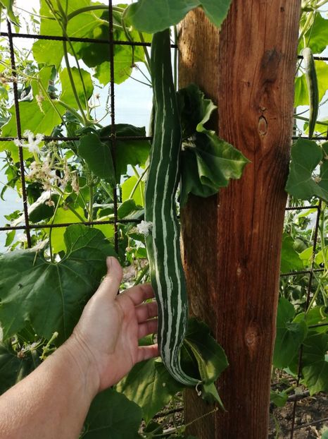  - SEMINTE DOVLECEL SARPE - D 200 TRICHOSANTES CUCUMERINA