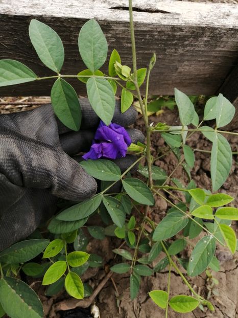  - SEMINTE CLITORIA TERNATEA