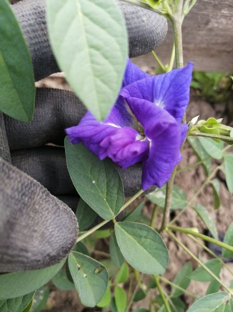  - SEMINTE CLITORIA TERNATEA