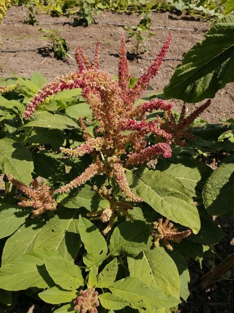  - SEMINTE AMARANT - D 191 RIO SAN LORENZO II - Amaranthus hypochondriacus