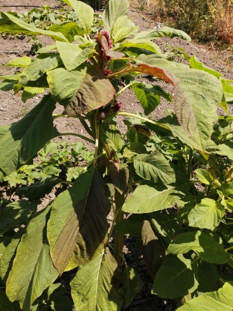  - SEMINTE AMARANT - D 191 RIO SAN LORENZO II - Amaranthus hypochondriacus