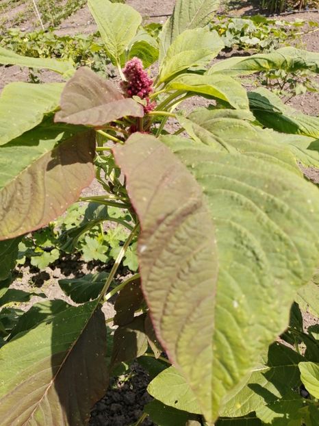 - SEMINTE AMARANT - D 191 RIO SAN LORENZO II - Amaranthus hypochondriacus