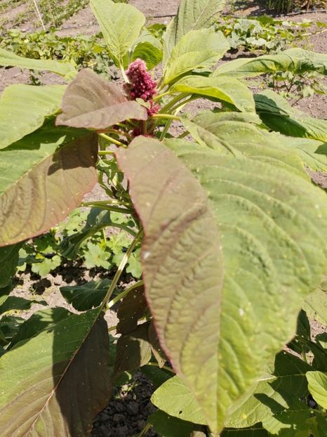  - SEMINTE AMARANT - D 191 RIO SAN LORENZO II - Amaranthus hypochondriacus