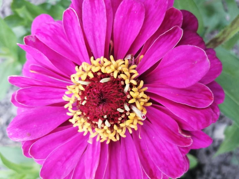  - SEMINTE CARCIUMARESE - D 193 MARI