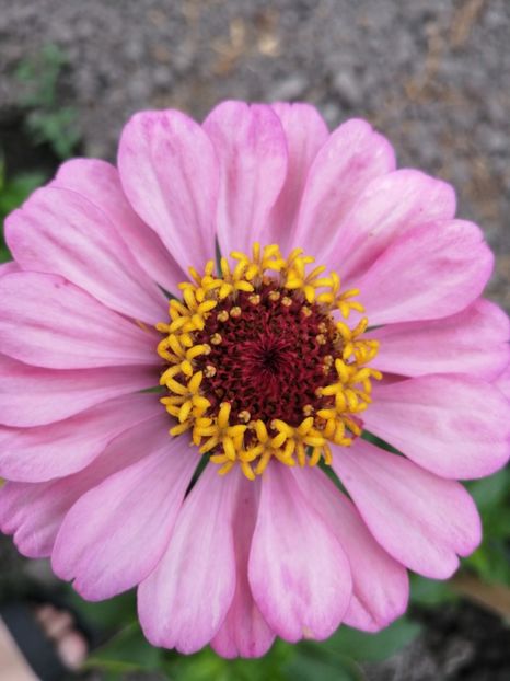  - SEMINTE CARCIUMARESE - D 193 MARI