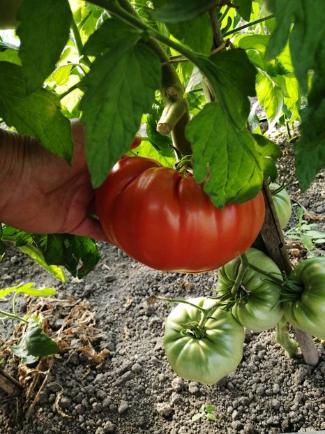  - SEMINTE ROSII - ERIKA D AUSTRALIE