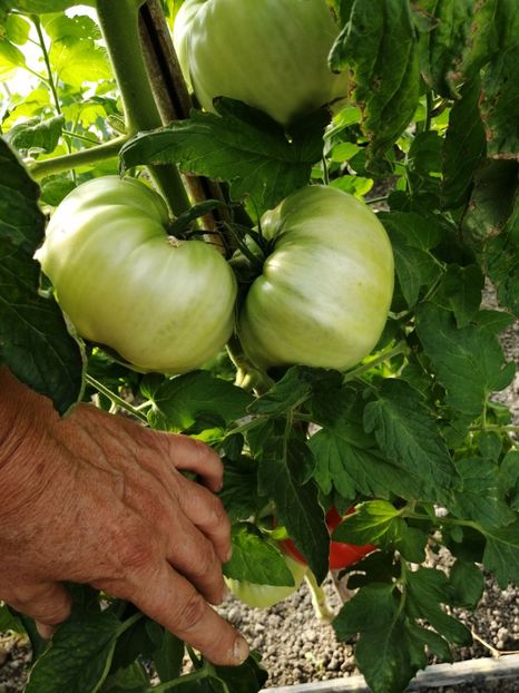  - SEMINTE ROSII - ERIKA D AUSTRALIE